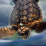 lorenzogiglio© cliente turtle point